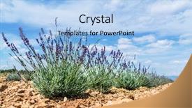  Presentation with floral border lavender flowers - Audience pleasing theme consisting of oil use - field of young lavender flowering backdrop and a  colored foreground