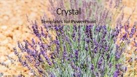  Presentation with lavender - Beautiful theme featuring oil use - field of young lavender flowering backdrop and a lemonade colored foreground