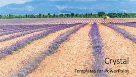  Presentation with blue sky - Slide set consisting of oil use - field of young lavender flowering background and a  colored foreground