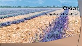  Presentation with sky blue - Colorful slide deck enhanced with oil use - field of young lavender flowering backdrop and a  colored foreground