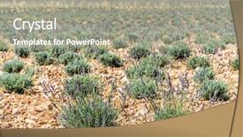  Presentation with lavender - PPT layouts featuring oil use - field of young lavender flowering background and a  colored foreground