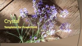  Presentation with lavender flowers border - Amazing slides having oil use - lavandula or lavender flowers backdrop and a  colored foreground