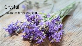  Presentation with lavender flowers - Amazing slides having oil use - lavandula or lavender flowers backdrop and a light gray colored foreground