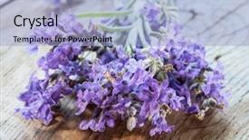  Presentation with lavender flowers border - Slide deck featuring oil use - lavandula or lavender flowers background and a  colored foreground