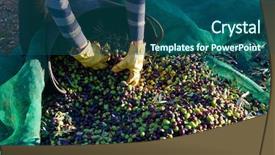  Presentation with christian harvest - Cool new PPT layouts with food symbol meditterranean - olives harvest picking hands backdrop and a ocean colored foreground