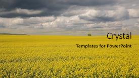  Presentation with rapeseed - PPT theme enhanced with oilseed - blooming rapeseed field with dark background and a gold colored foreground
