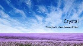  Presentation with blue flower - Presentation theme with oilseed - spring flower field and blue background and a light blue colored foreground