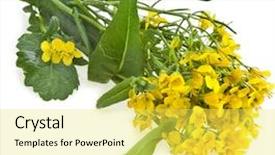  Presentation with rapeseed - Colorful presentation design enhanced with oilseed rapeseed rape blossoms brassica backdrop and a yellow colored foreground