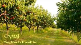  Presentation with orchard - PPT layouts consisting of okanagan - nectarine orchard background and a tawny brown colored foreground