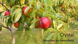  Presentation with tree - Cool new slide deck with okanagan - nectarines on the tree backdrop and a gold colored foreground