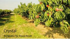  Presentation with fruit trees - Cool new PPT theme with okanagan - row of fruit trees ripen backdrop and a yellow colored foreground
