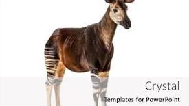  Presentation with maroon and white - Colorful presentation enhanced with okapi-okapia-johnstoni-isolated backdrop and a white colored foreground