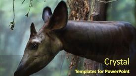  Presentation with animal - Beautiful PPT theme featuring okapi-okapia-johnstoni-wild-life backdrop and a wine colored foreground