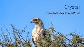  Presentation with tawny - Slide deck enhanced with okavango-delta-in-botswana-tawny and a  colored foreground