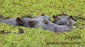  Presentation with mother baby - Slide set with okavango delta of botswana background and a yellow colored foreground