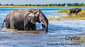  Presentation with african river - Presentation theme having botswana watering in the okavango background and a light blue colored foreground