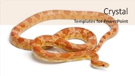  Presentation with white rat - Beautiful theme featuring okeetee albinos corn snake red backdrop and a coral colored foreground