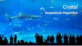  Presentation with japan - Audience pleasing presentation theme consisting of okinowa japan - okinawa churaumi aquarium backdrop and a teal colored foreground