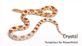  Presentation with white rat - Slide deck enhanced with okkeetee albinos reverse corn snake background and a white colored foreground