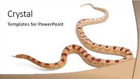  Presentation with white rat - Cool new theme with okkeetee albinos reverse corn snake backdrop and a white colored foreground