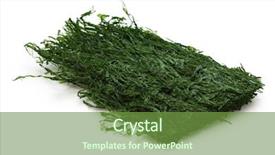  Presentation with japanese food - Cool new PPT layouts with okonomiyaki - dried green laver aonori japanese backdrop and a tawny brown colored foreground