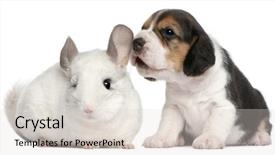  Presentation with puppy - Colorful PPT layouts enhanced with old and a wilson chinchilla backdrop and a lemonade colored foreground