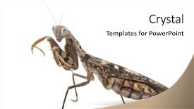  Presentation with many old books - Cool new PPT theme with old and blind female praying backdrop and a white colored foreground