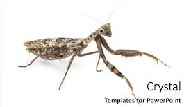  Presentation with blind - Presentation enhanced with old-and-blind-female-praying background and a white colored foreground