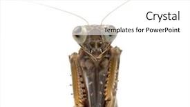  Presentation with werry old man and gis music - PPT theme featuring old and blind female praying background and a  colored foreground