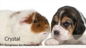  Presentation with old dog - Amazing presentation theme having old and teddy guinea pig backdrop and a soft green colored foreground