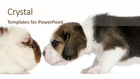  Presentation with guinea pig - Presentation theme enhanced with global determination background and a light gray colored foreground