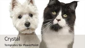  Presentation with old west - Slides enhanced with coon cat 15 months old background and a mint green colored foreground