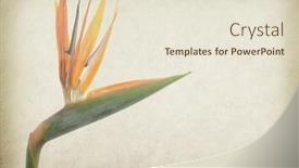  Presentation with flower vintage - Colorful theme enhanced with old-antique-vintage-paper-background backdrop and a lemonade colored foreground