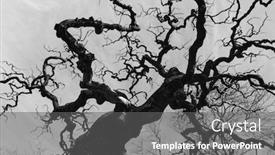  Presentation with black white tree - Beautiful presentation design featuring old-bare-tree-with-curved backdrop and a gray colored foreground