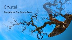  Presentation with light blue - Audience pleasing theme consisting of old-bare-tree-with-fantastical backdrop and a light blue colored foreground
