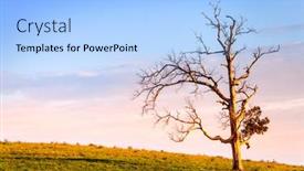  Presentation with old dry tree - Beautiful presentation design featuring old-bare-tree backdrop and a light blue colored foreground