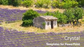  Presentation with barn - Slide set featuring old barn and rows of a beautiful purple lavender field near town of sault provence france background and a coral colored foreground