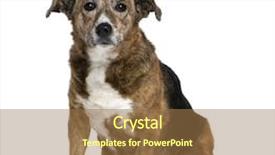  Presentation with old dog - Beautiful PPT layouts featuring old bastard dog 11 years backdrop and a coral colored foreground