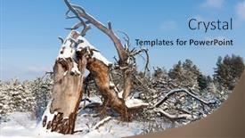  Presentation with pine forest - Presentation consisting of old-big-tree-blown background and a light blue colored foreground