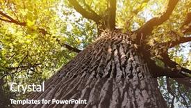  Presentation with old dry tree - Cool new theme with old big tree in park backdrop and a tawny brown colored foreground
