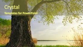  Presentation with spring tree - Audience pleasing slide set consisting of old big tree spring nature backdrop and a tawny brown colored foreground