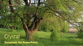  Presentation with willow tree - Beautiful PPT theme featuring old-big-willow-tree backdrop and a tawny brown colored foreground