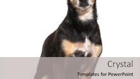  Presentation with old dog - Colorful presentation enhanced with old-black-and-brown-pinscher backdrop and a light gray colored foreground