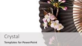  Presentation with sakura - Presentation theme featuring old black decorative japanese paper fan with fresh flower sakura isolated background and a light gray colored foreground