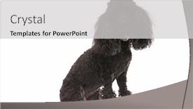  Presentation with poodle - Amazing PPT layouts having old black poodle sitting on white background backdrop and a light gray colored foreground