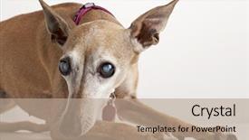  Presentation with cataract - Audience pleasing PPT theme consisting of old blind dog italian greyhound backdrop and a coral colored foreground