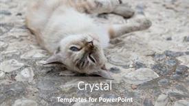  Presentation with cat - Slide set having old-blue-eyed-cat-lies background and a gray colored foreground