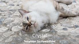  Presentation with cat - Audience pleasing presentation design consisting of old-blue-eyed-cat-lies backdrop and a gray colored foreground