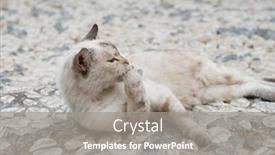  Presentation with cat - Presentation design enhanced with old-blue-eyed-cat-lies background and a gray colored foreground