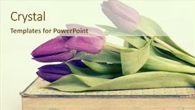  Presentation with old story book - PPT theme consisting of old book and purple tulips background and a cream colored foreground